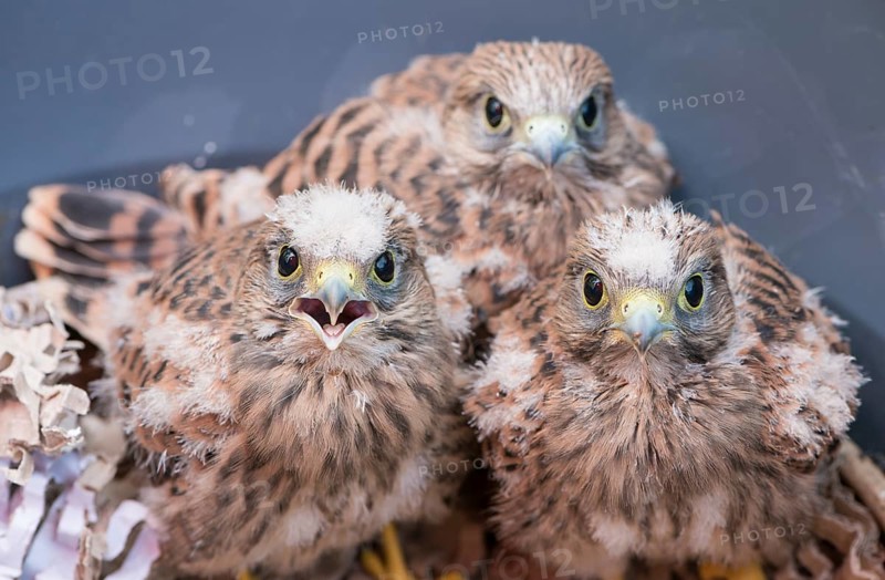 Three young common kestrels (Falco tinnunculus) fallen out of the nest, 3 nestlings with downy feathers, one chick with open beak, looking into the camera, hand-rearing of wild animals, animal rescue in rearing centre, Lower Saxony, Germany, Europe