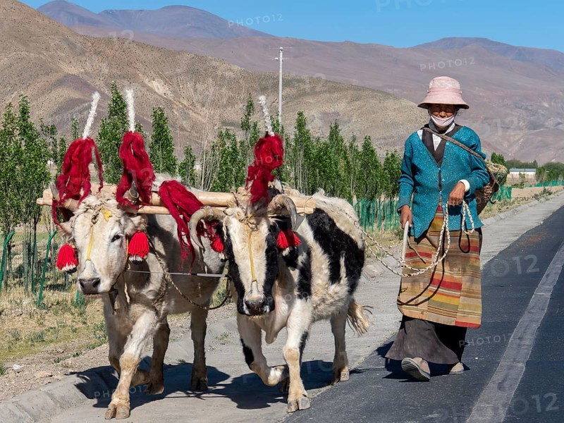 Farmer's wife with colourfully decorated cattle, highlands of Tibet, China, Asia