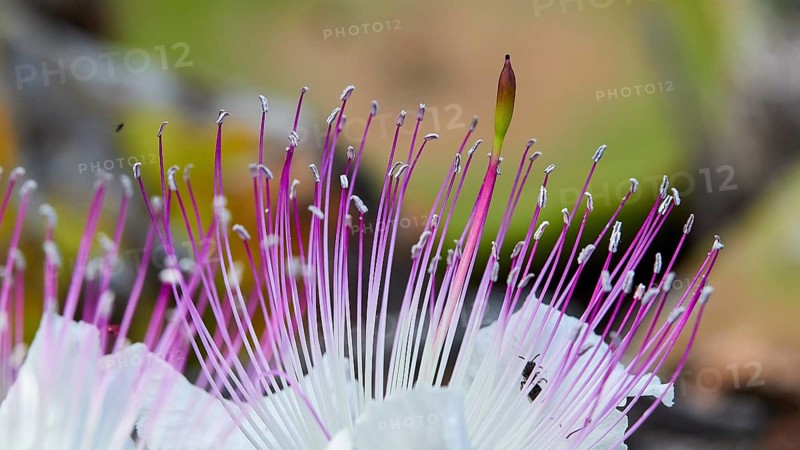 Macro, close-up, caper blossom, flower stalk, close, Spiaggia di Pollara, Pollara beach, Pollara, Salina, Aeolian Islands, Sicily, Italy, Europe