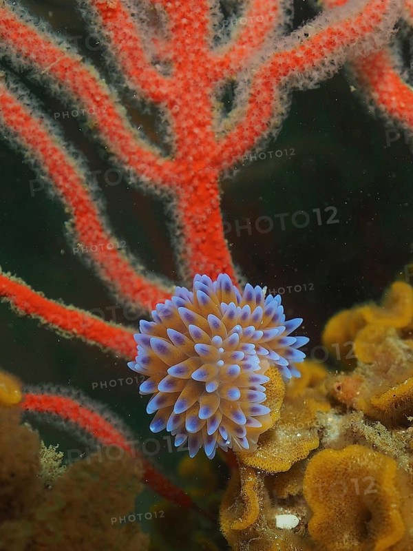 Silver-tipped nudibranch (Janolus capensis) on Palmate sea fans (Leptogorgia), dive site False Bay, Cape of Good Hope, Cape Town, South Africa, Africa