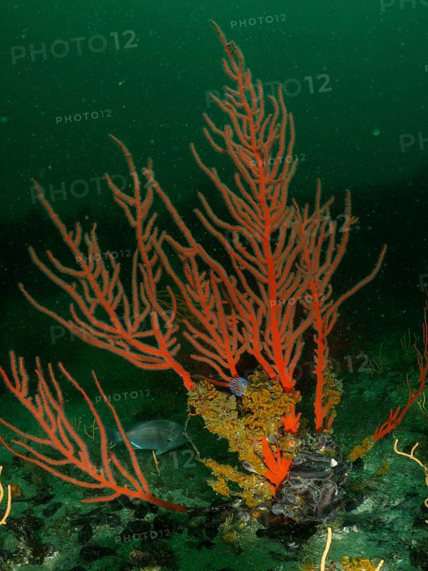 Palmate sea fan (Leptogorgia), dive site False Bay, Cape of Good Hope, Cape Town, South Africa, Africa