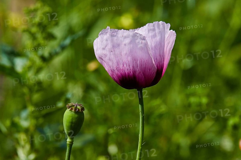 Single violet-purple calyx, from the side, close, flowers, close-up, macro, near Valdichiesa, Salina, Aeolian Islands, Sicily, Italy, Europe