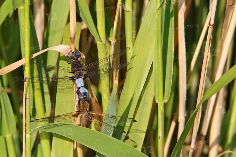 Lesser blue arrow (Orthetrum coerulescens), two animals mating on a reed stalk, copula, Peene Valley River Landscape Nature Park, Mecklenburg-Western Pomerania, Germany, Europe