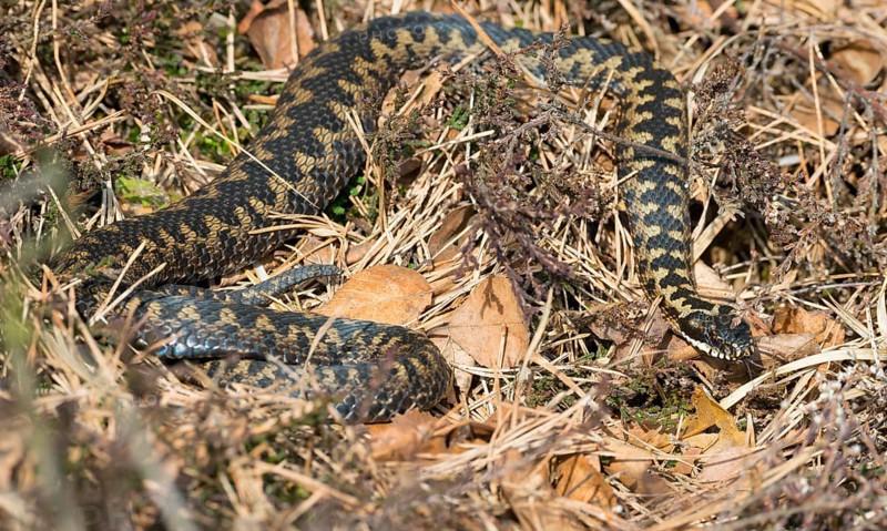 Wild common european viper (Vipera berus), brown adult, female, crawls well camouflaged in the sun through grass, moss, pine (Pinus) needles, autumn leaves and broom heather or common heather (Calluna vulgaris) and lashes out, Pietzmoor nature reserve, Lüneburg Heath, Lower Saxony, Germany, Europe