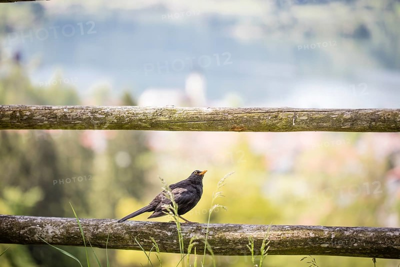 Blackbird (Turdus merula) on a fence, Schliersee, Upper Bavaria, Bavaria, Germany, Europe