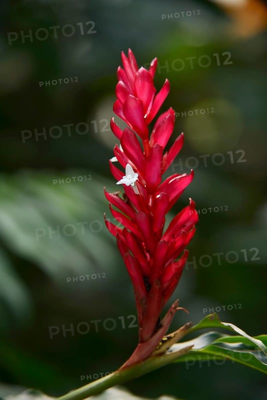 Alpinia (Alpinia purpurata), inflorescence, ornamental plant, North Rhine-Westphalia, Germany, Europe