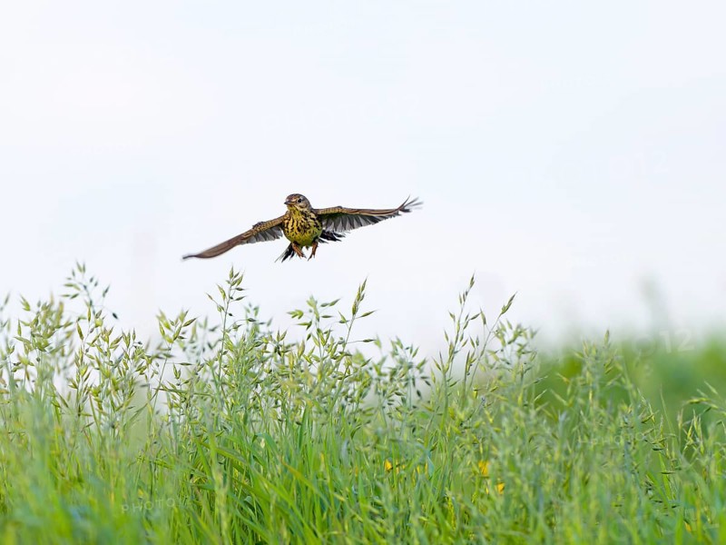 Raps (Anthus pratensis), flying over a meadow, Texel Island, Netherlands