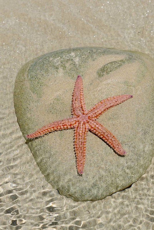 Common starfish (Asterias rubens) on a stone in a tidal pool, Brittany, France, Europe
