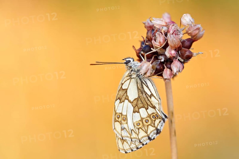 Marbled white (Melanargia galathea) in cold torpor on the flower of rocambole (Allium scorodoprasum), Middle Elbe Biosphere Reserve, Saxony-Anhalt, Germany, Europe