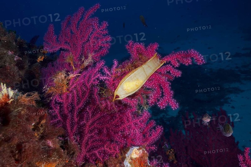 Violescent sea-whip (Paramuricea clavata) with egg capsule of nursehound (Scyliorhinus stellaris) in the Mediterranean Sea near Hyères. Dive site Giens Peninsula, Côte dAzur, France, Europe