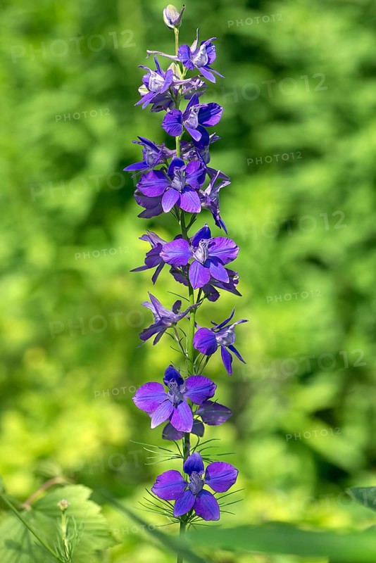 Summer knight's spur (Delphinium ajacis), Bavaria, Germany, Europe