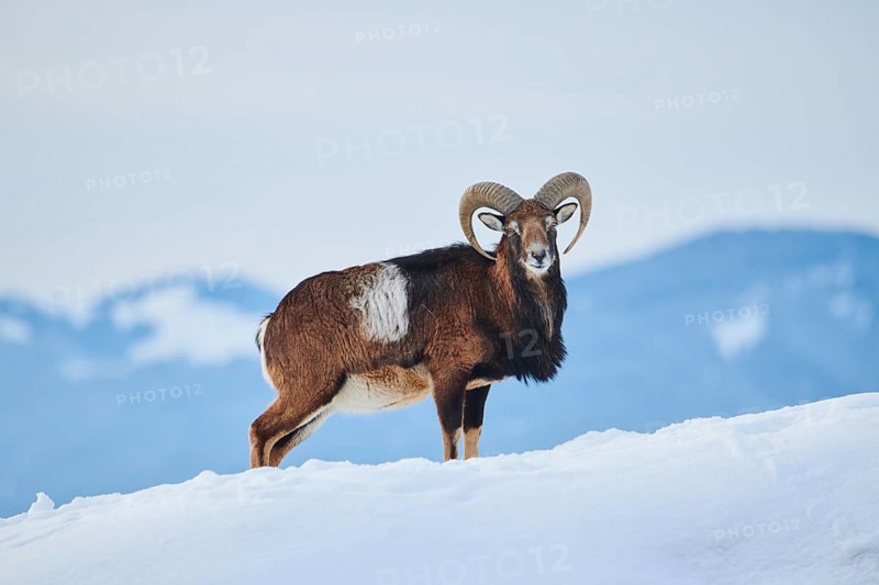 European mouflon (Ovis aries musimon) ram on a snowy meadow in the mountains in tirol, Kitzbühel, Wildpark Aurach, Austria, Europe