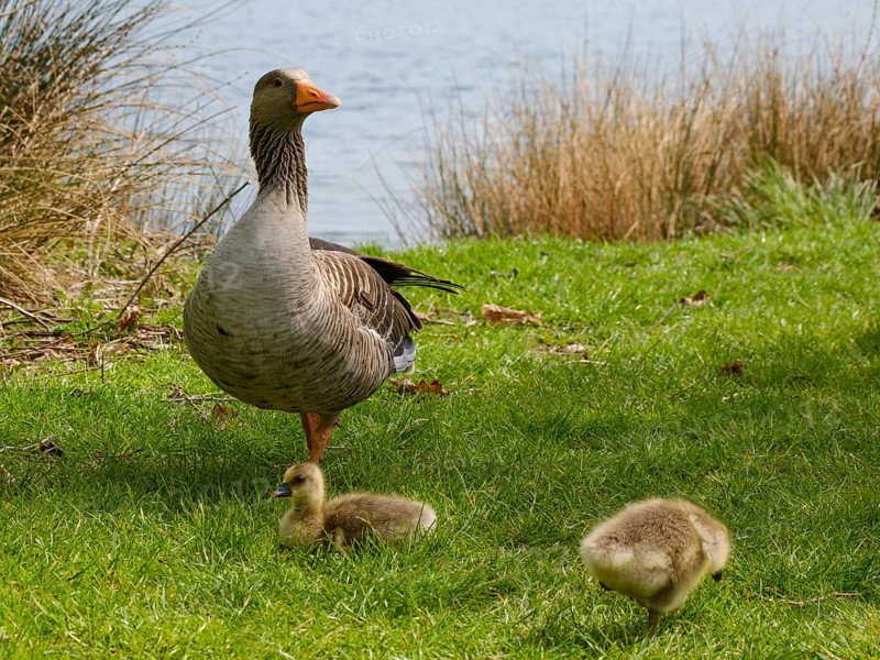 Greylag Goose (Anser anser) with chicks at Lake Vienenburg, Vienenburg, Goslar, Harz, Lower Saxony, Germany, Europe