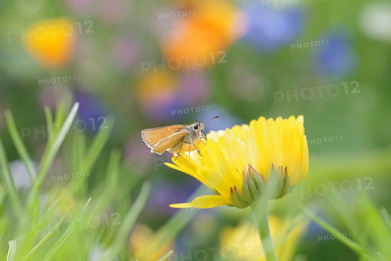 Butterfly, small skipper (Thymelicus sylvestris), Fritillary, orange-brown, insect, marigold, flower meadow, colourful, Germany, A single Fritillary sits on the flower of a yellow marigold in a flower meadow, Europe