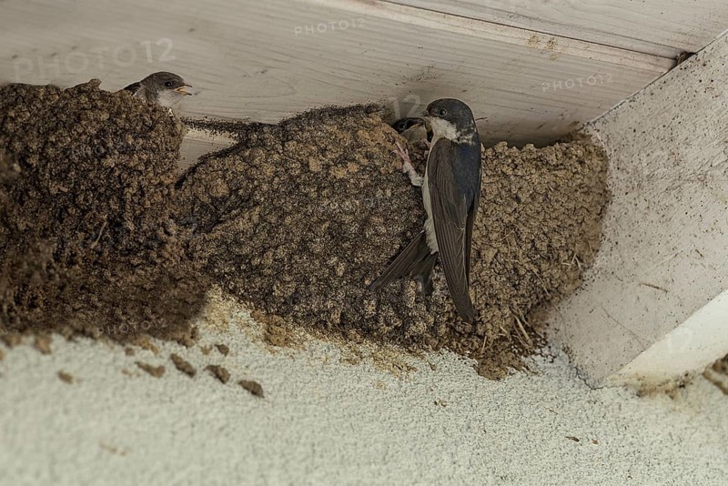 Swallow (Hirundinidae) feeding its young in the nest, Bavaria, Germany, Europe