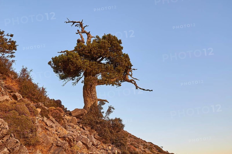 Gingilos, Hiking on the Gingilos, Morning light, Cloudless blue sky, Samaria Gorge, Omalos, Lefka Ori, White Mountains, West Crete, Island of Crete, Greece, Europe