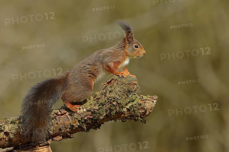 Eurasian red squirrel (Sciurus vulgaris), jumping from a branch, wildlife, Wilden, North Rhine-Westphalia, Germany, Europe