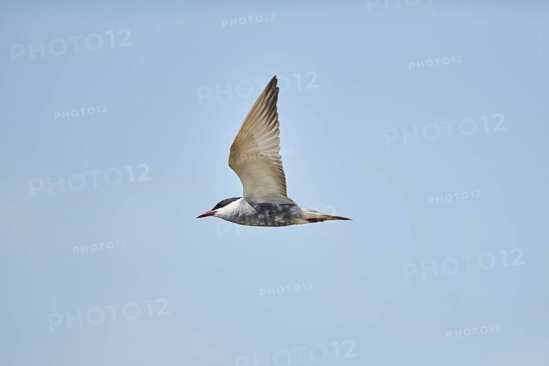 Elegant tern (Thalasseus elegans) flying in the sky above the sea, hunting, ebro delta, Catalonia, Spain, Europe
