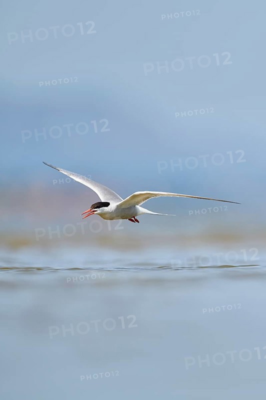 Elegant tern (Thalasseus elegans) flying in the sky above the sea, hunting, ebro delta, Catalonia, Spain, Europe