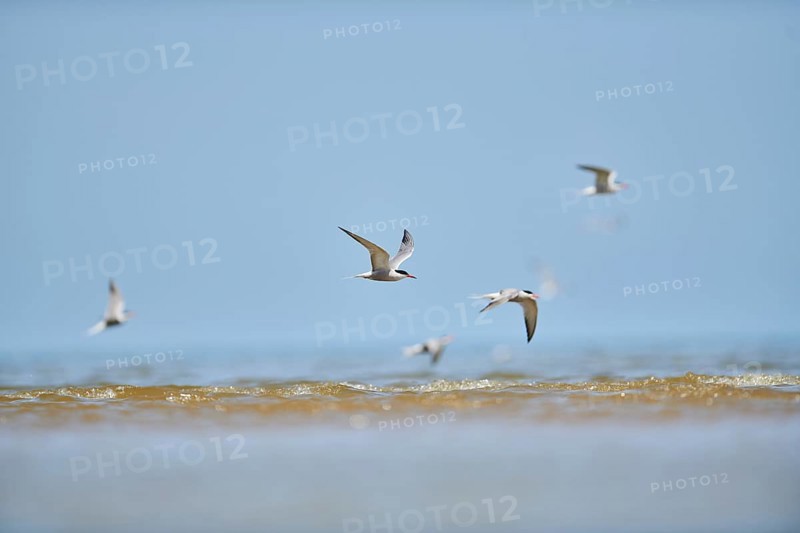 Elegant tern (Thalasseus elegans) flying in the sky above the sea, hunting, ebro delta, Catalonia, Spain, Europe