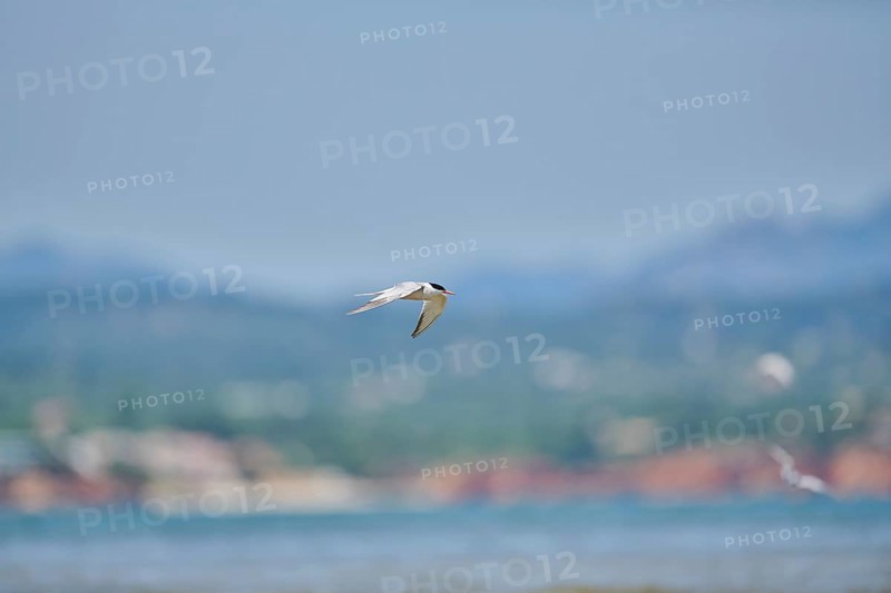 Elegant tern (Thalasseus elegans) flying in the sky above the sea, hunting, ebro delta, Catalonia, Spain, Europe