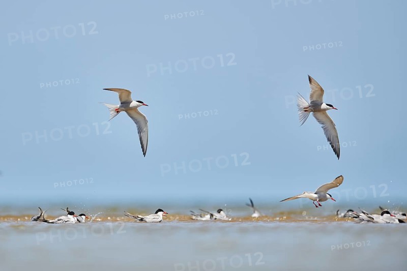 Elegant tern (Thalasseus elegans) flying in the sky above the sea, hunting, ebro delta, Catalonia, Spain, Europe