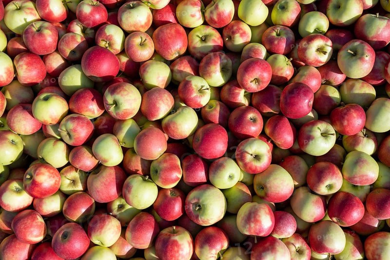 Apples of the Jonagold variety, full-size, Bodman-Ludwigshafen, Constance district, Baden-Württemberg, Germany, Europe