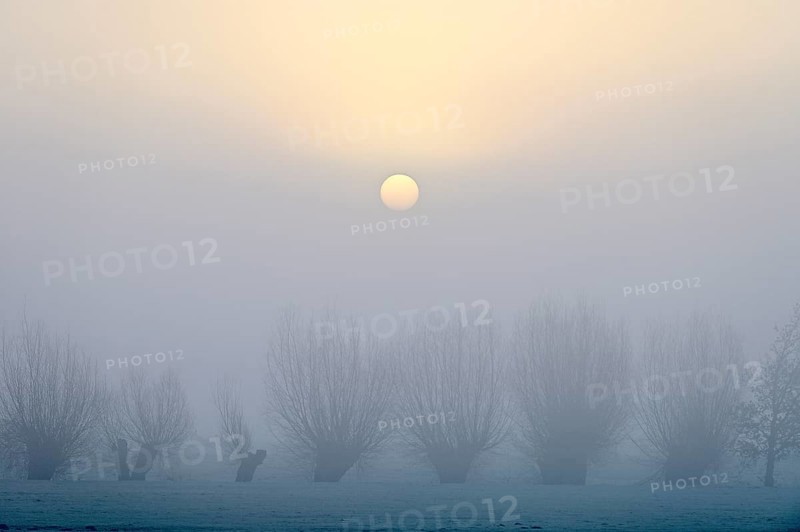 Pale sun over pollarded willows with fog, Lower Rhine, North Rhine-Westphalia, Germany, Europe