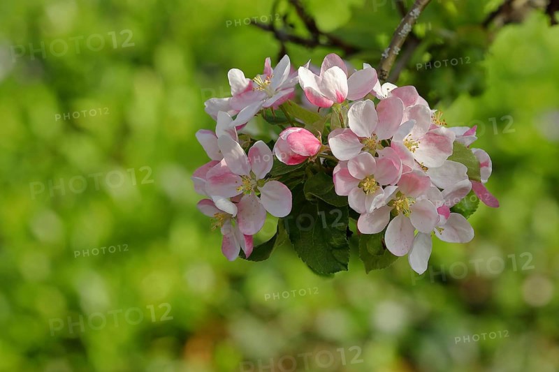 Apple tree (Malus), Wilden, North Rhine. Westphalia, Germany, Europe