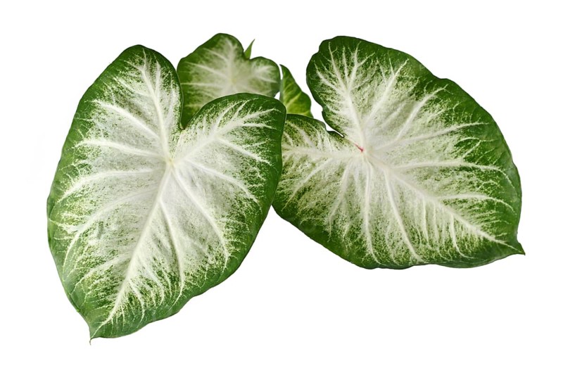 Top view of exotic 'Caladium Aaron' houseplant with large white and green leaves isolated on white background
