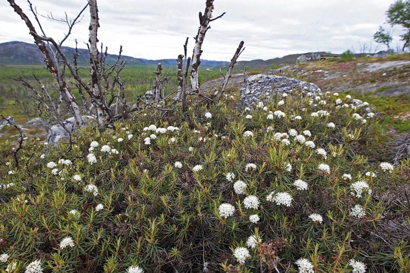White stonecrop (Sedum album), white wall pepper Flowers in the tundra, Lapland, northern Norway, Scandinavia