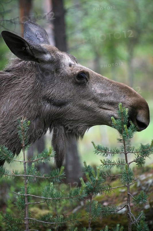 Elk (Alces alces) Portrait of a cow, Central Sweden, Sweden, Europe