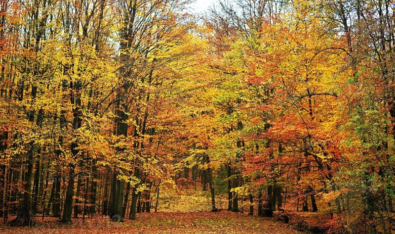 Autumn atmosphere, forest, Iserlohn, Germany, Europe
