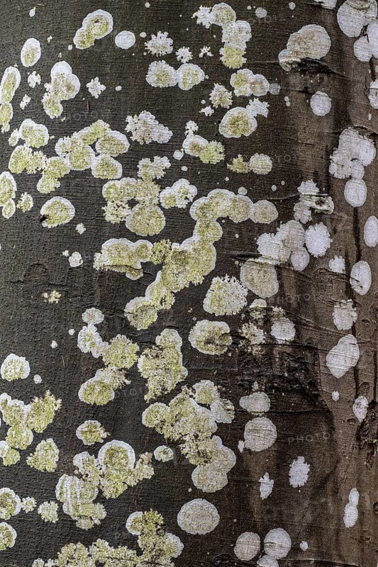 Lichens on a copper beech (Fagus sylvatica), Emsland, Lower Saxony, Germany, Europe