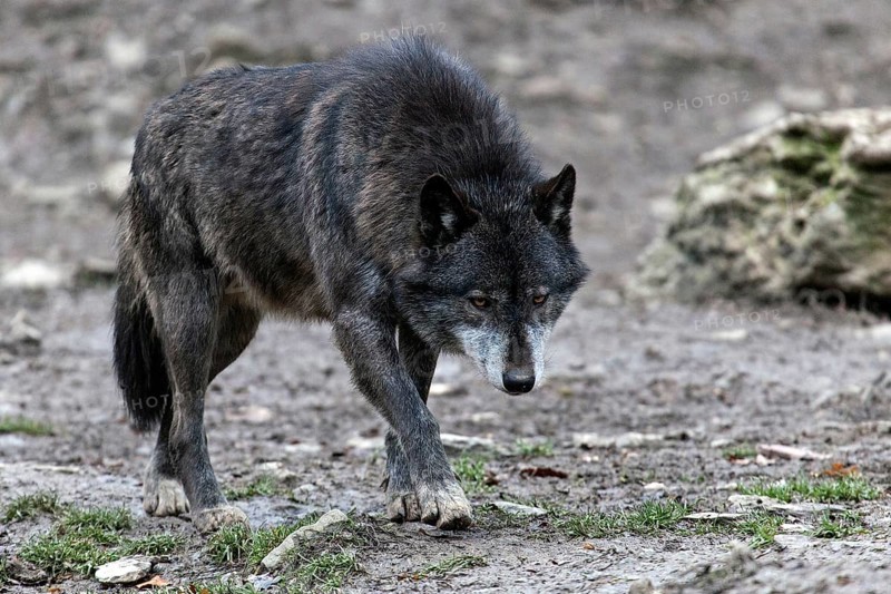 Wolf (Canis lupus), captive, Bad Mergentheim Wildlife Park, Baden-Württemberg, Germany, Europe