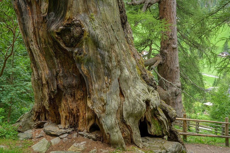 Primeval larch (Larix decidua), Ulten, South Tyrol, Italy, Europe