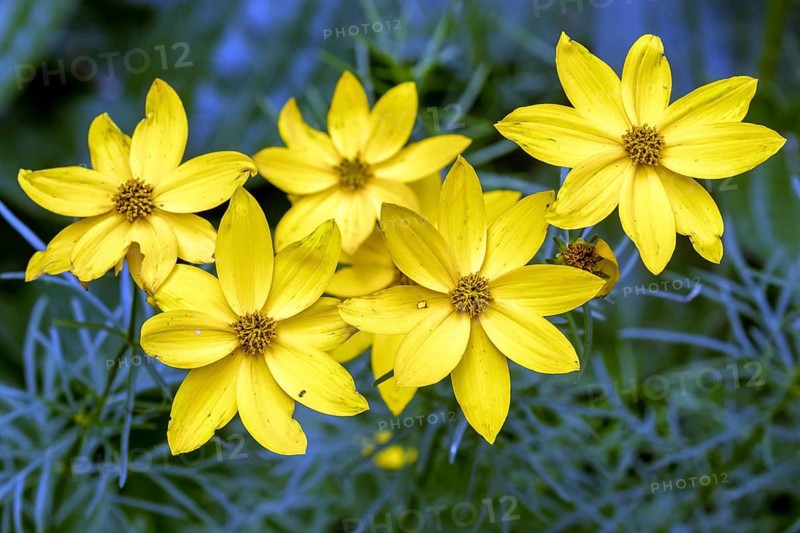 Pseudo whorled girl's eye (Coreopsis verticillata), flower, Baden-Württemberg, Germany, Europe