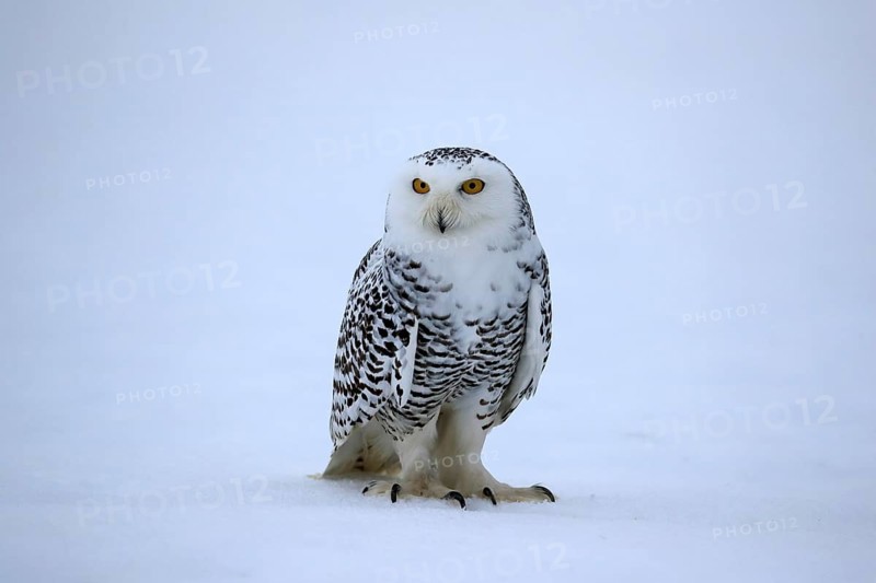Snowy owl (Nyctea scandiaca), snowy owl, adult, alert, in the snow, foraging, in winter, Bohemian Forest, Czech Republic, Europe