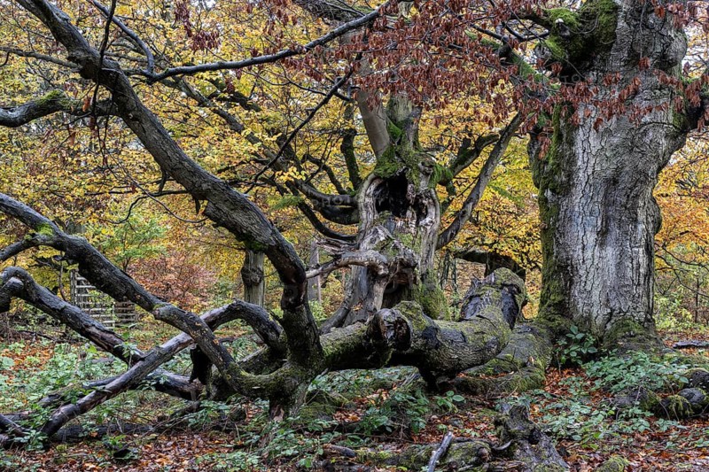 Old copper beeches (Fagus sylvatica) in the Hutewald Halloh, Hesse, Lower Saxony