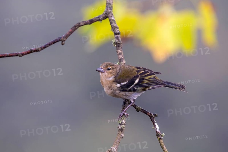 Madeiran chaffinch (Fringilla coelebs maderensis), sitting on a branch, Madeira, Portugal, Europe