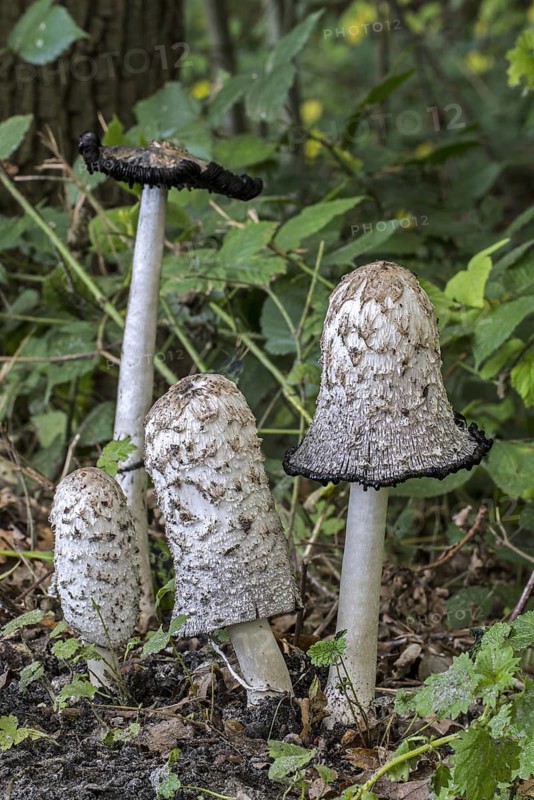 Shaggy ink cap (Coprinus comatus), lawyer's wig, shaggy mane showing different growth stages in forest in autumn, fall
