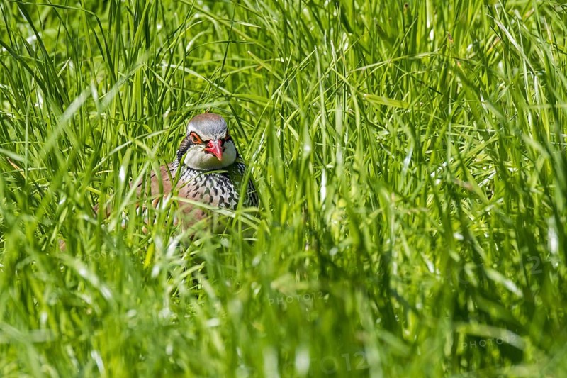 Red-legged partridge (Alectoris rufa), French partridge hidden in high grass in meadow, grassland