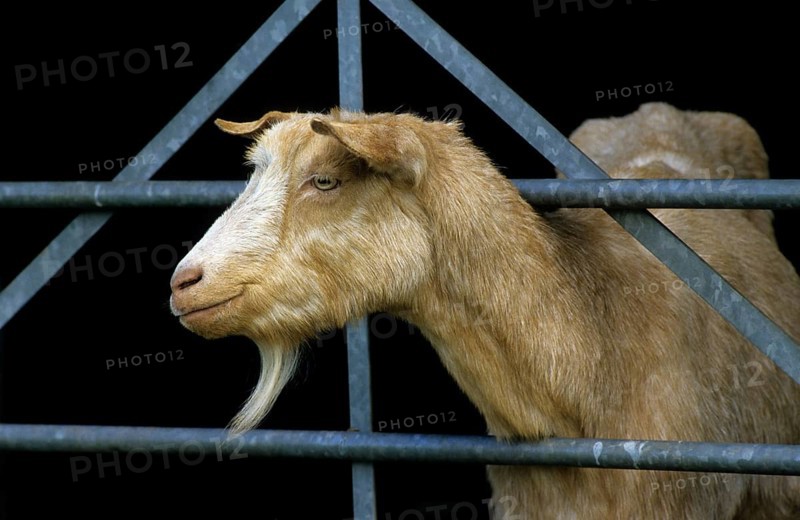 Curious brown goat (Capra hircus) looking through fence at farm