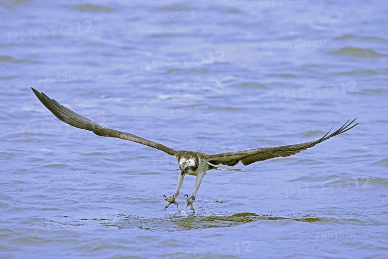 Western osprey (Pandion haliaetus) in flight, diving with feet stretched forward and open claws to catch fish from surface of lake in late summer
