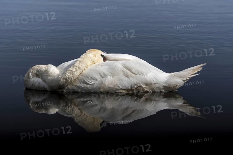 Mute swan (Cygnus olor) male sleeping with head tucked under wing feathers while floating in water of lake