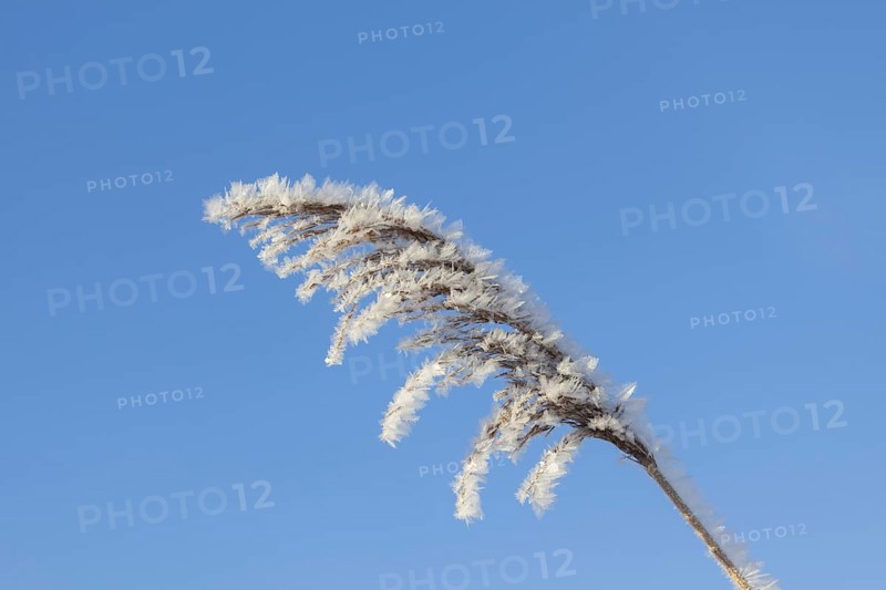 Close up of seed head, seedhead of common reed (Phragmites communis) covered in advection frost, wind frost in winter