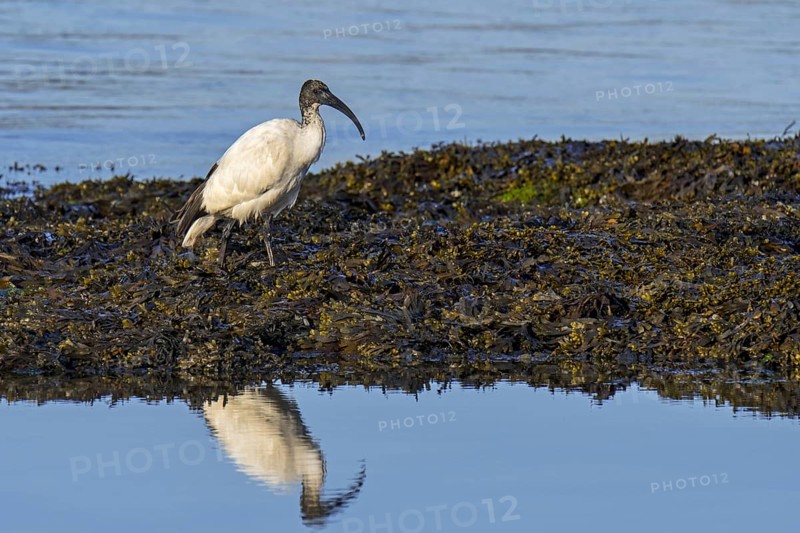African sacred ibis (Threskiornis aethiopicus) introduced species foraging on seaweed covered beach along the Atlantic coast in Brittany, France, Europe