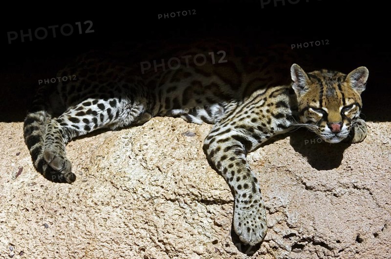 Ocelot (Felis pardalis) dwarf leopard resting in the shade in rock face, native to South America, Central America and Mexico