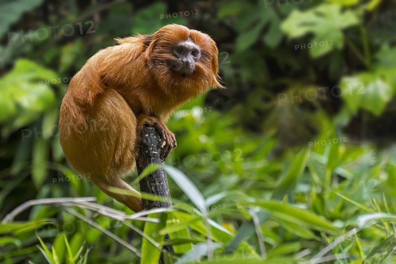 Golden lion tamarin (Leontopithecus rosalia), golden marmoset (Jacchus rosalia brasiliensis) in tropical rain forest, native to Brazil