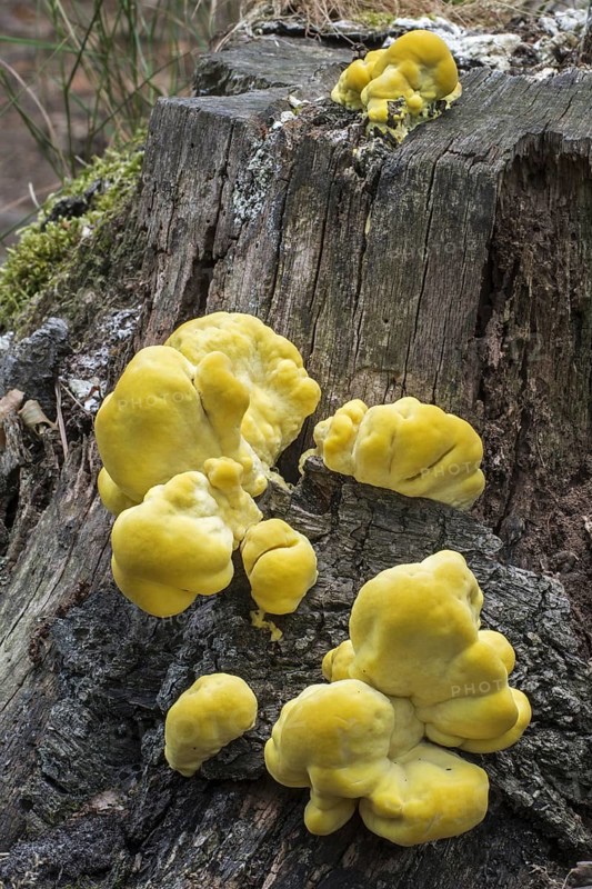 Crab-of-the-woods (Laetiporus sulphureus), sulphur polypore, sulphur shelf, chicken-of-the-woods early stage growing on dead tree stump in summer